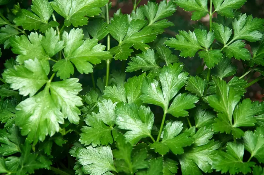 корисні продукти, які позбавлять набряків