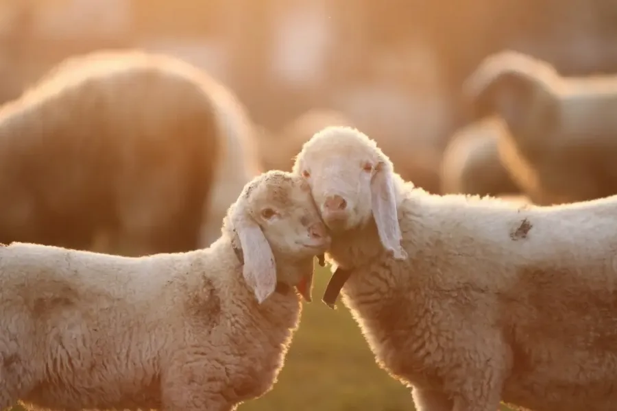 Начистоту: скрытая опасность cruelty-free косметики