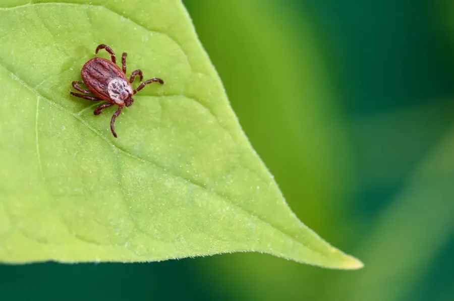 post_content