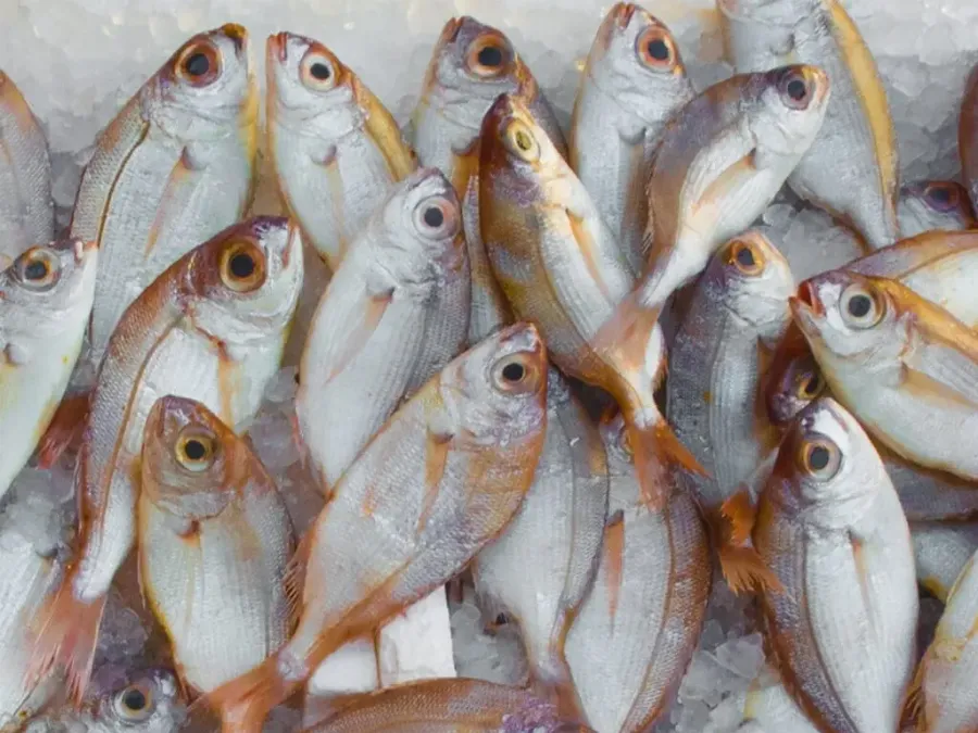карнівор дієта дозволені продукти