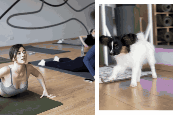 puppy yoga