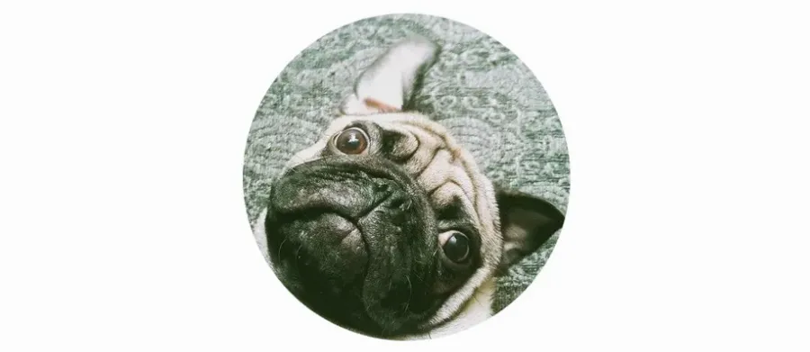 post_content